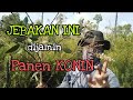 Jebakan terampuh dijamin langsung di sambar rombongan konin