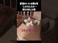 愛猫のトイレを覗き見しようとしたら・・怒られました笑 shorts