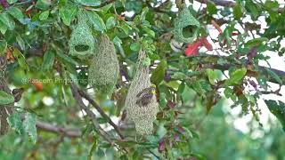 Baya weaver nest Making | தூக்கணாங்குருவி | Raseem Photography | Wildlife