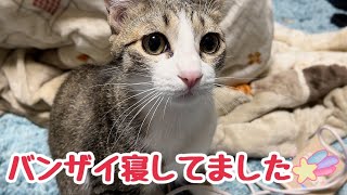 仲良く頬を寄せる兄弟猫とバンザイ寝で熟睡の子猫