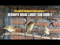 TERNYATA‼️BURUNG INILAH YANG SELAMA INI BIKIN BINGUNG DIKALANGAN KICAU MANIA‼️@KangarifPantau