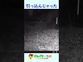 深夜に野獣あらわる【トレイルカメラ】