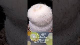 小人の帽子　Epithelantha horizonthalonius　2023 08 01　＃shorts