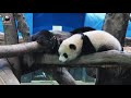 20210412 圓寶想喝奶的傲嘟嘟表情，鑽過小洞找媽喝奶 the giant panda yuan bao and yuan yuan