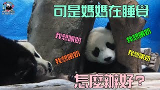 20210412 圓寶想喝奶的傲嘟嘟表情，鑽過小洞找媽喝奶 The Giant Panda Yuan Bao and Yuan Yuan