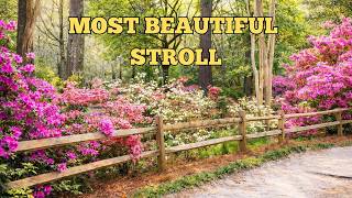 Summerville in Bloom: Azalea Season Walking Tour 🌸 | South Carolina 4K
