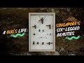 A bug's life: Singapore's six-legged beauties | The Straits Times