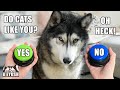 Sad Husky Doesn’t Think CATS Like Him! Talking Buttons!