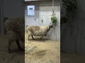 ひつじのエマがおいしそうに... 《天王寺動物園》