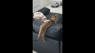 【べんがる】ぶらぶらくつろぐ子猫