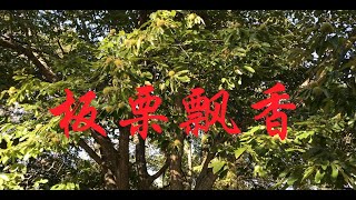 十月金秋栗子飘香 ｜ How to Roast Chestnuts in an Oven  [我的菜园和厨房】 10172020