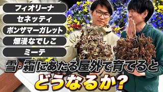 【ボンザマーガレット】雪霜にあたるとどうなる？【セネッティ】