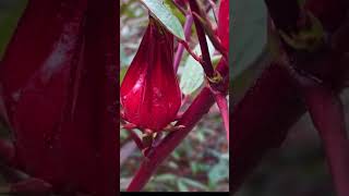 റോസല്ല ഇഷ്ടമുള്ളവരുണ്ടോ ??? / Rosella/ Rose Maloos / Rosegarden