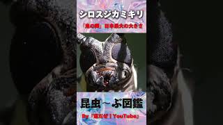 シロスジカミキリは絶滅危惧種？日本最大のカミキリムシ。 #kawaii #cute #sdgs #虫の音 #asmrtriggers #クワガタ #insects #love #god #yt