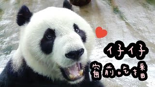 圓仔玻璃窗前吃點心，邊吃邊看遊客，圓仔姐姐好漂亮|熊貓貓熊The Giant Panda Yuan Yuan and Yuan Bao|台北市立動物園