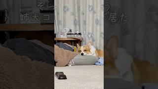 母に怒られたそっちゃんの側にいつの間にか優しいく寄り添うココちゃん。母にそっちゃんいじめちゃダメ❗️って言ってるみたい2人の絆がしっかりあるんだなと感じた母なのでした😌 #コーギー  犬と子供