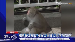 颱風後沒樹了！獼猴大軍睡大馬路「等宵夜」｜TVBS新聞 @TVBSNEWS01