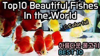 어항에서 볼 수 있는 세상에서 가장 아름답고 컬러풀한 물고기 베스트 10~~★10 Most Beautiful Fishes For Your Aquarium!