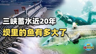 三峡大坝蓄水近20年，如今水库里面的大鱼到底能有多大？【Hi科普啦】