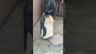 換羽期のキングペンギン　下田海中水族館　king penguin molting season