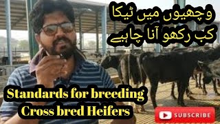 Heifers ko insemination kB krain I Jersey aur Friesien cross heifers I Best heifer breeding protocol