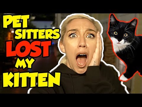 PET SITTERS LOST MY KITTEN! PET SITTERS LOST MY KITTEN!
