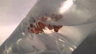 HD Extreme DaVinci Clownfish for the 75 Gallon