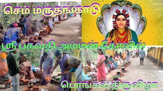 செம்மருதங்காடு ஸ்ரீ பகவதி அம்மன் கோவில் தைத்திருவிழாவும் பொங்கல் வழிபாடும் 2025