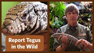 Have You Seen Tegus in the Wild in Georgia?