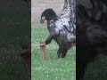 Bald Eaglet playing with a branch