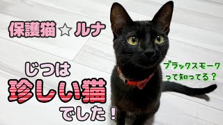 保護猫ルナ　調べたら珍しい毛柄の猫でした