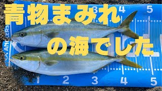 【サーフ青物爆釣】青物まみれ