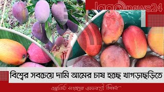 বিশ্বের সবচেয়ে দামি আমের চাষ হচ্ছে খাগড়াছড়িতে | Jagonews24.com