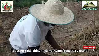 Organic Yam Production (Nutrients and weed management)