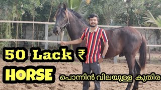 Horse 50 Lack asking Price /50 ലക്ഷം രൂപ ചോദിക്കുന്ന കുതിര  WANDER WITH STALLION