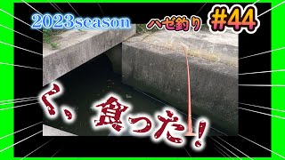 2023年【ハゼ釣り#44】9月8日‗雨雲から逃げながら釣った日☆あの水路を狙ってみたら、、‗釣果情報