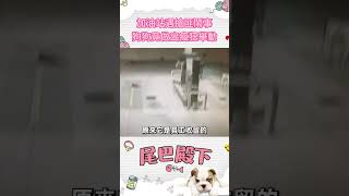 🐕加油站遭遇搶匪，狗狗的行為出乎意料！#寵物 #動物 #可愛