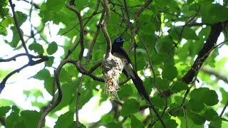 神奈川県大磯町のサンコウチョウ（雄）巣作り中　その４（4K60P動画）