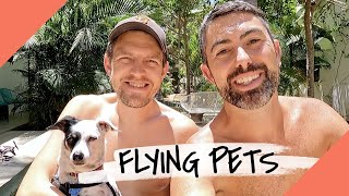 EVERYTHING You Need to Know About Flying with Pets [TRAVELING TO MEXICO WITH A DOG]