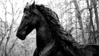 Dark Side || Friesian Horses Music Video