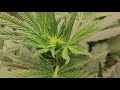 Humboldt Seed Company Feminized Seeds - Flowering Day 11