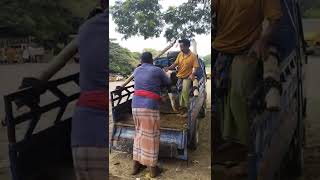 cow unloading, cow videos, cow video, big cow, goru hamba cow(3)