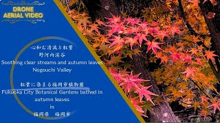 清流と紅葉 野河内渓谷 Soothing clear streams and autumn leavesNogouchi Valley \u0026 Fukuoka City Botanical Gardens