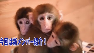 新メンバー赤ちゃん猿の凛太朗お披露目です！～日光さる軍団・おさるランドの赤ちゃん猿たち～