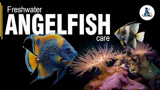 Freshwater Angelfish Care Guide: Tips to Keep Them Healthy and Happy! #aquarium #fish #viralvideo