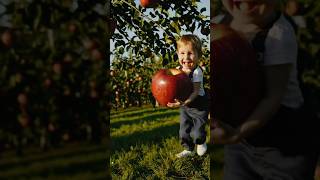 WOW! Giant Apple Bigger Than a Kid’s Hand! 🍏🖐️\