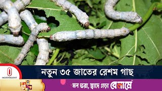 কাঁচা রেশম সুতার উৎপাদন বাড়বে বলে আশা | Rajshahi Silk Cultivation | Independent TV