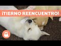 Esta PERRITA DEPRIMIDA se REENCUENTRA con sus CACHORROS 🐶