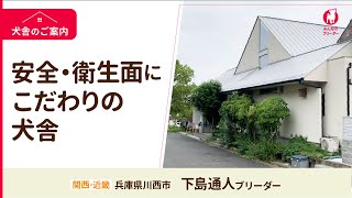 【どんな環境で育てているの？】下島 通人ブリーダー｜犬舎のご案内篇【みんなのブリーダー】　#みんなのブリーダー#イングリッシュコッカースパニエル#マルチーズ