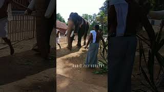 നാടൻ ആന Kanjirakkattu shekaran Latest video 2023 #trendingshorts #youtubedaily #keralaelephant